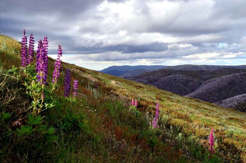 late aftenoon on mt mckay.jpg